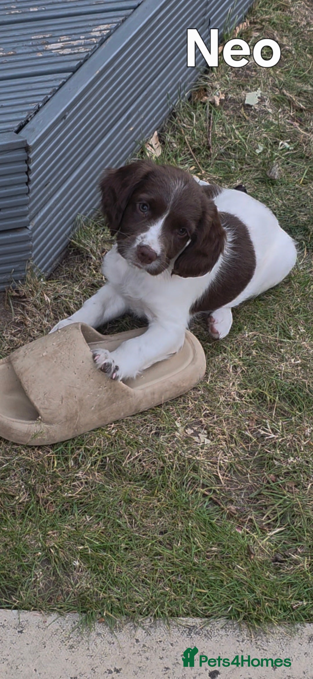 English Springer Spaniel dogs for sale: KC Reg. READY NOW. English Springer Spaniel 8 WKS - Image 39
