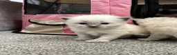 Ragdoll cats for sale: Pure blue point ragdolls  - Advert 27