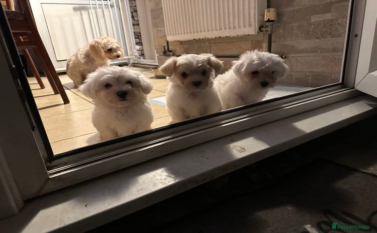 Mixed Breed dogs - Advert 1
