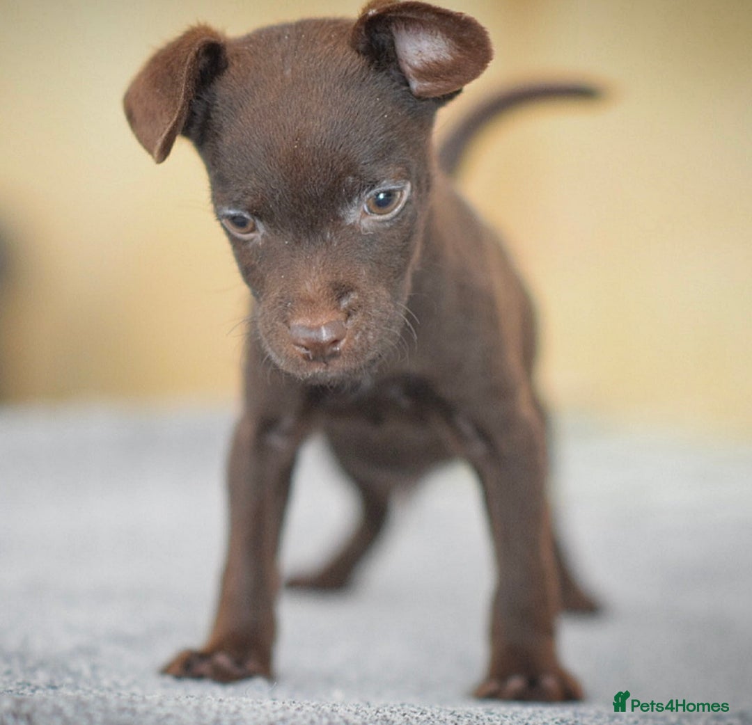 Patterdale Terrier dogs for sale: 5⭐️RATED LICENSED AND REGISTERED  - Advert 3