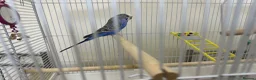 Budgerigars birds for sale: Blue Healthy budgie  in London - Advert 2