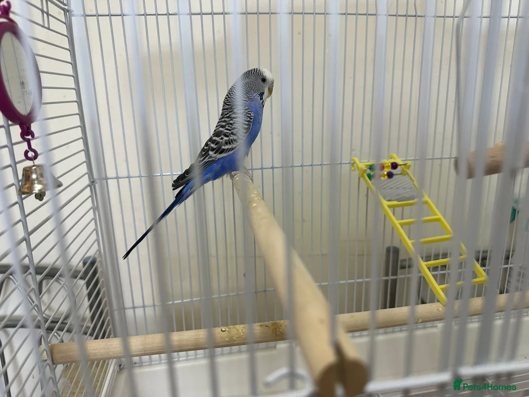 Budgerigars birds for sale: Blue Healthy budgie  in London - Advert 2