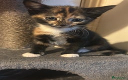 Mixed Breed cats for sale: Cute baby kittens - Advert 7