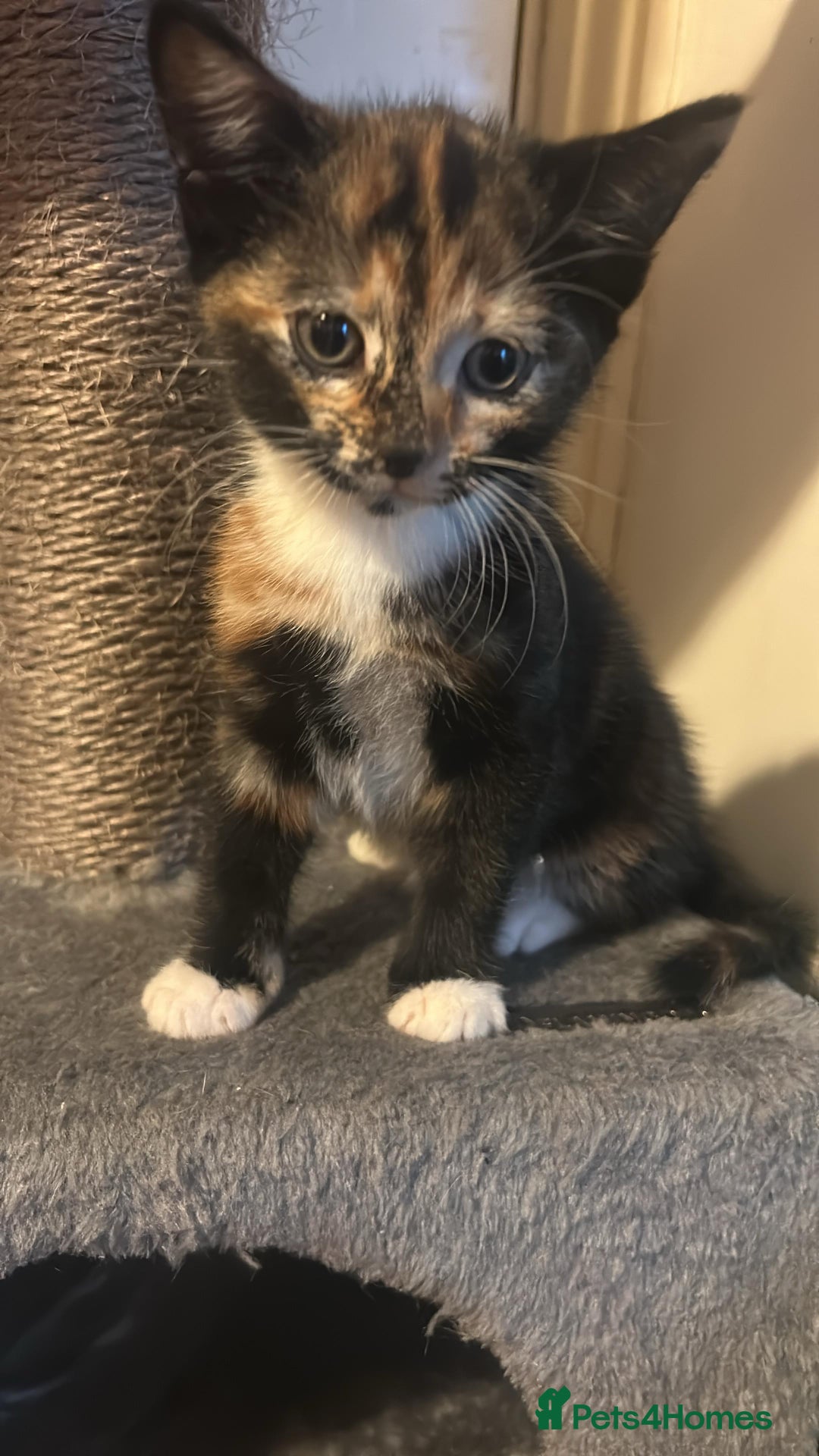 Mixed Breed cats for sale: Cute baby kittens - Advert 7