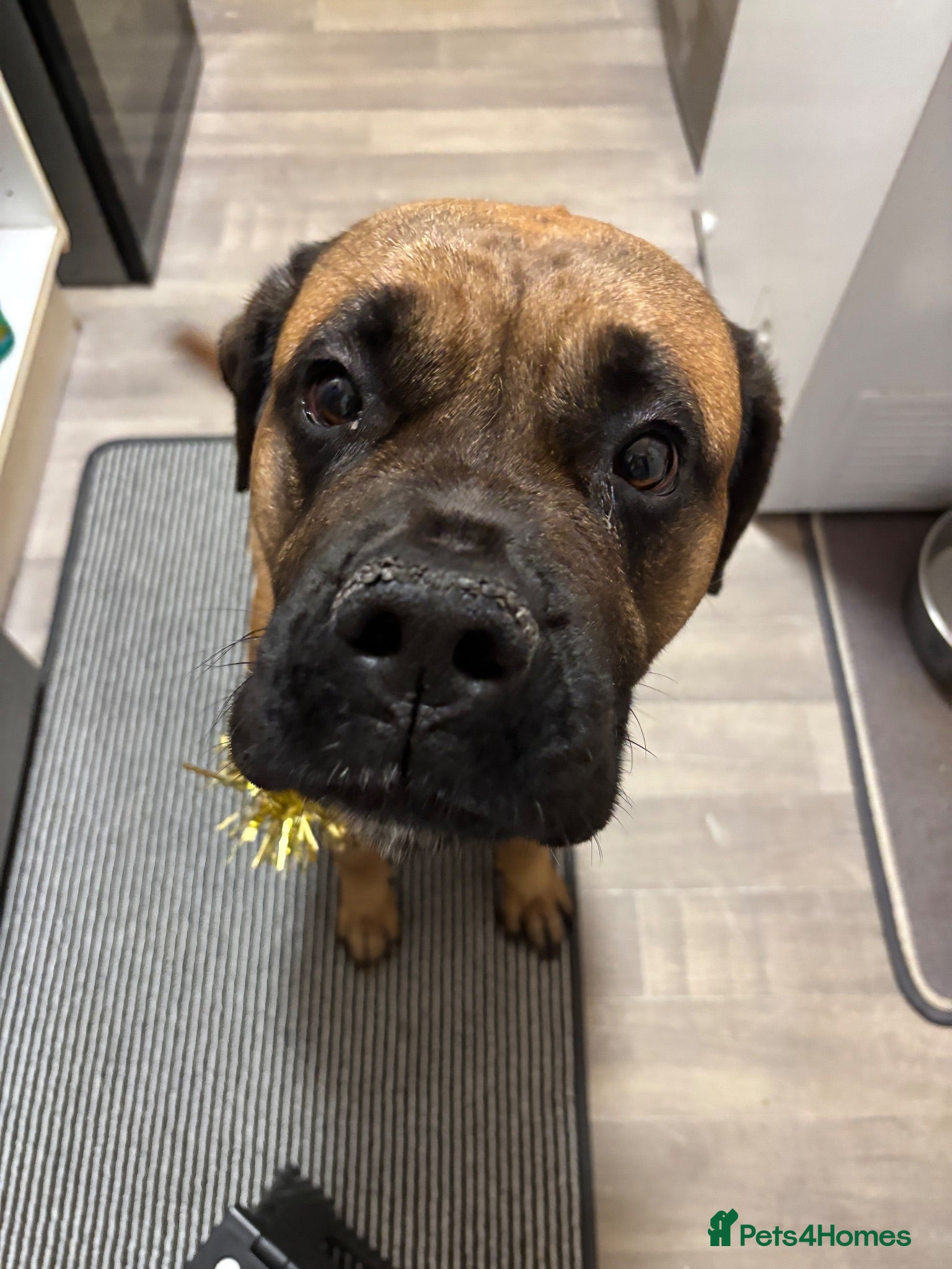 Bullmastiff dogs 5 year old bullmastiff  - Advert 5