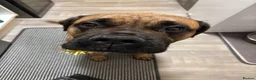 Bullmastiff dogs for sale: 5 year old bullmastiff  - Advert 1