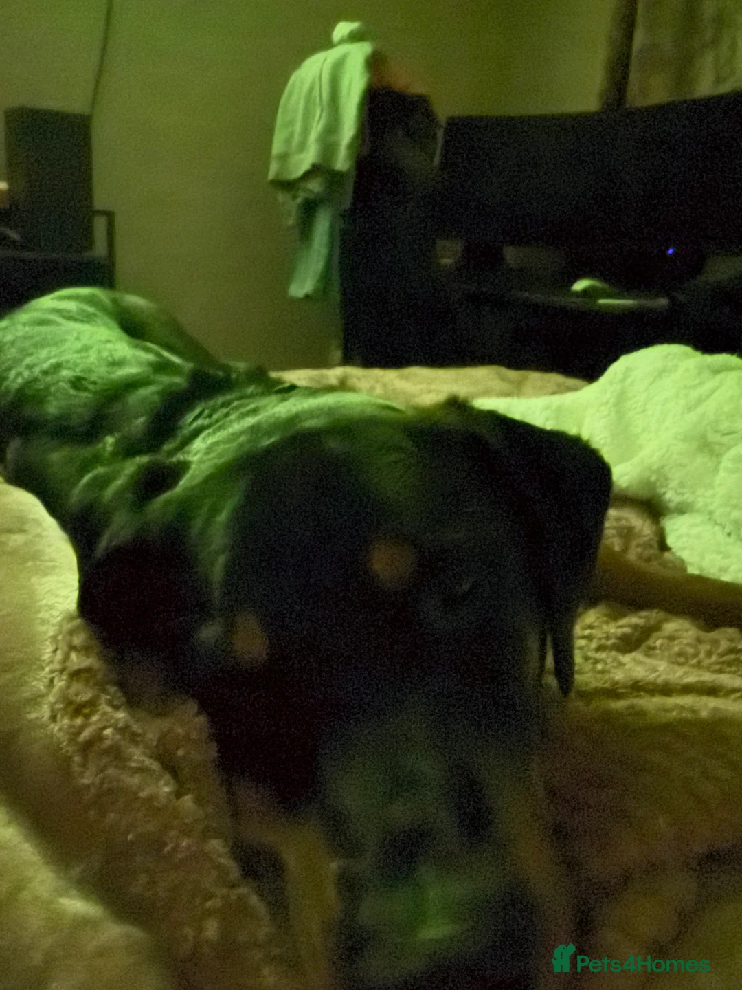 Mixed Breed dogs for sale: Bernese cross Doberman  - Advert 2