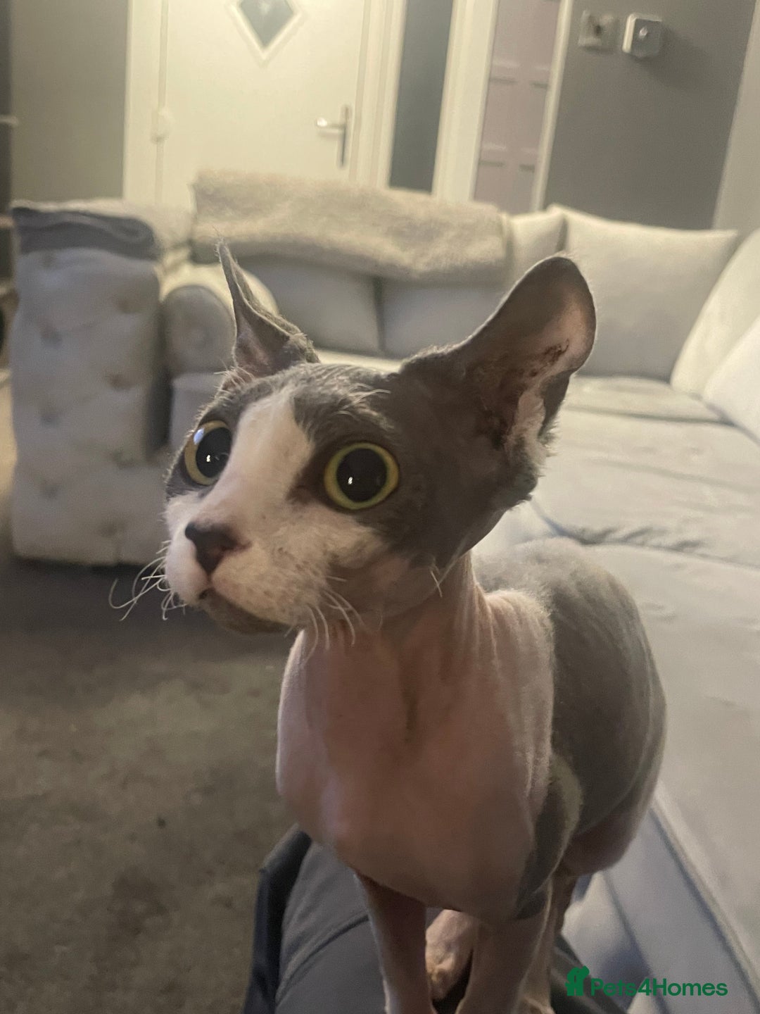 Sphynx cats for sale: Sphynx cat - Image 1