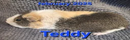 Guinea Pig rodents for sale: Adult guinea pigs  - Advert 6