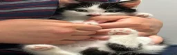 Mixed Breed cats for sale: Kitten £20 - Advert 3