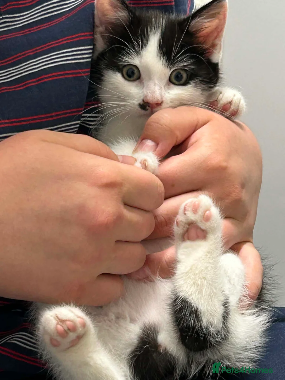Mixed Breed cats for sale: Kitten £20 - Advert 3