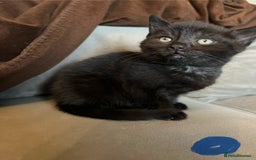 Mixed Breed cats for sale: 2 male kittens  - Image 7