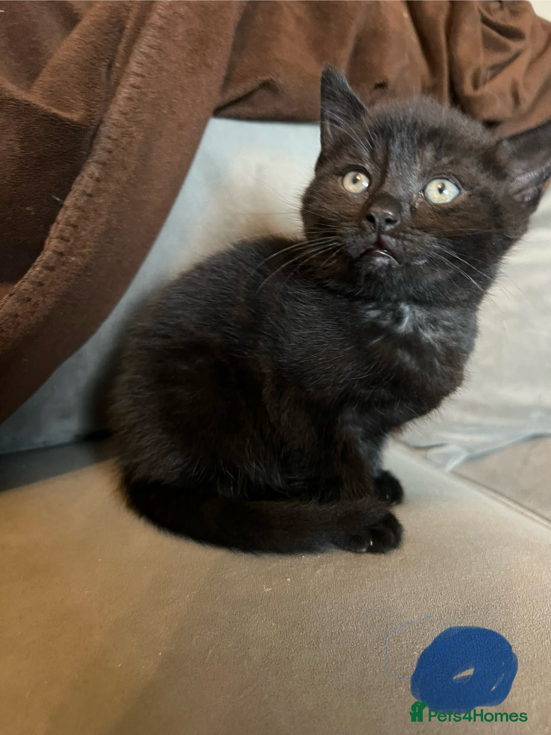 Mixed Breed cats for sale: 2 male kittens  - Image 7