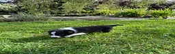 Border Collie dogs for sale: Adorable Border Collie puppies  - Advert 20