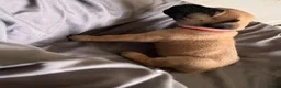 Presa Canario dogs for sale: Presa Canario Puppies Availale  - Advert 36