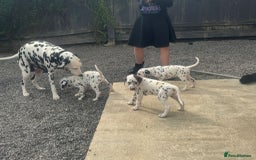 Dalmatian dogs for sale: Dalmatian puppies for sale  - Image 3