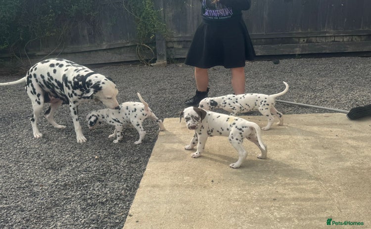 Dalmatian dogs - Advert 1