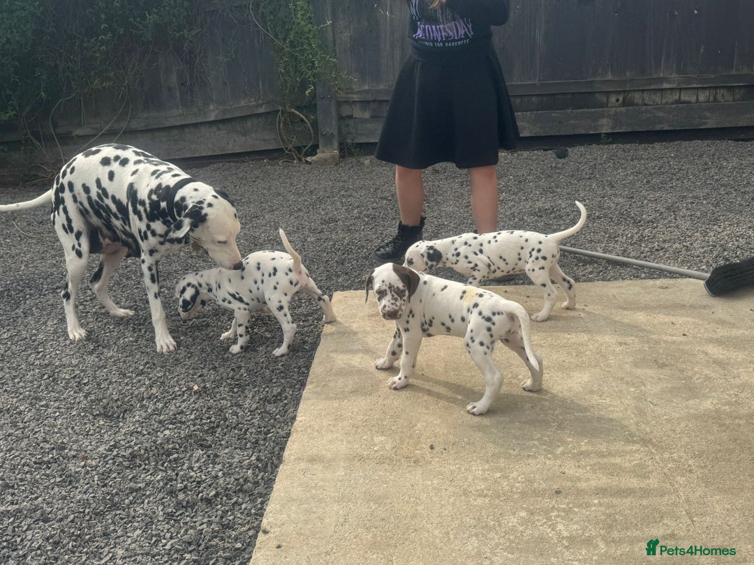 Dalmatian dogs for sale: Dalmatian puppies for sale  - Image 3