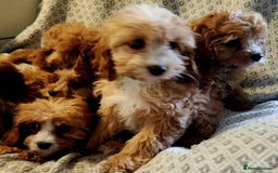 Cavapoo dogs for sale: Toy Cavapoo Puppies Looking for Forever Homes!! - Image 7