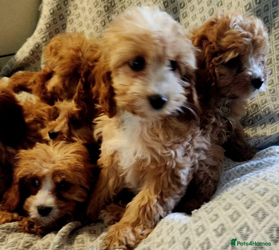 Cavapoo dogs for sale: Toy Cavapoo Puppies Looking for Forever Homes!! - Image 7