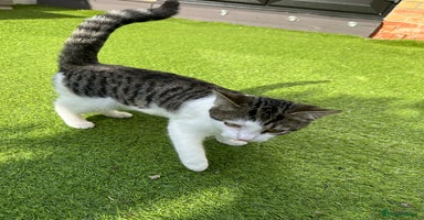 Mixed Breed cats - Advert 5