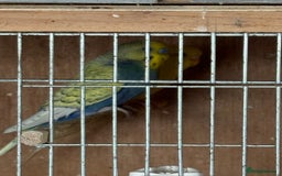 Budgerigars birds for sale: Breeding pairs with chicks - Image 5
