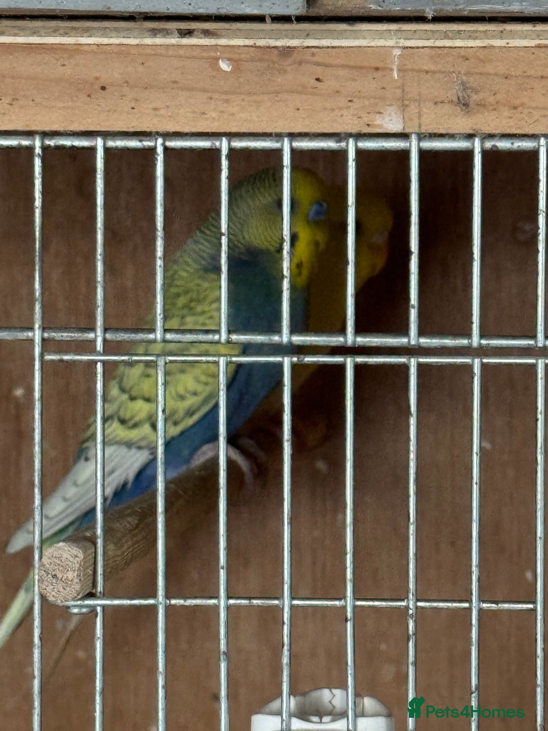 Budgerigars birds for sale: Breeding pairs with chicks - Image 5