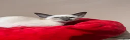 Siamese cats for sale: 2 cute Siamese girls available ready now  - Advert 2