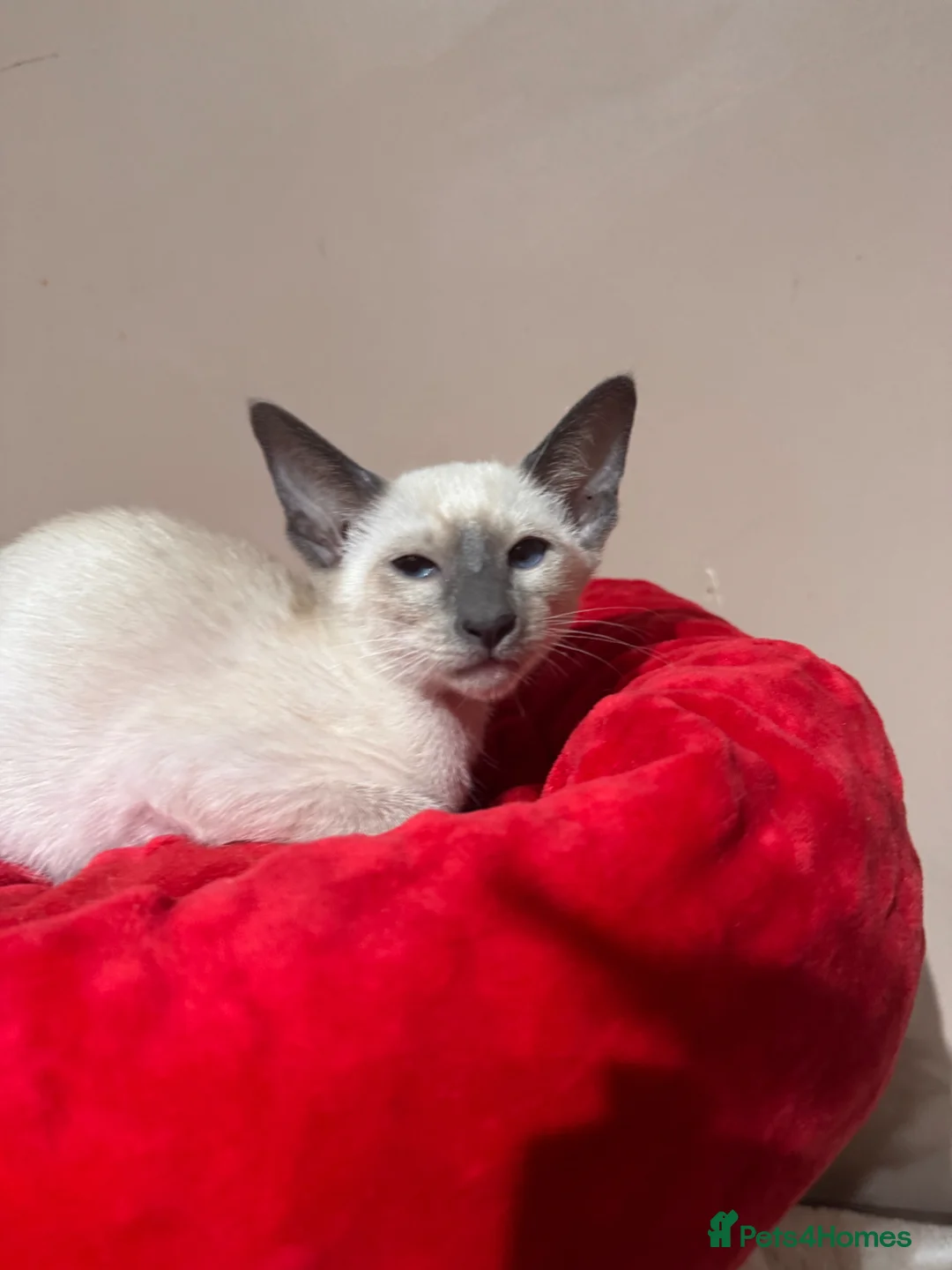 Siamese cats for sale: 2 cute Siamese girls available ready now  - Advert 2