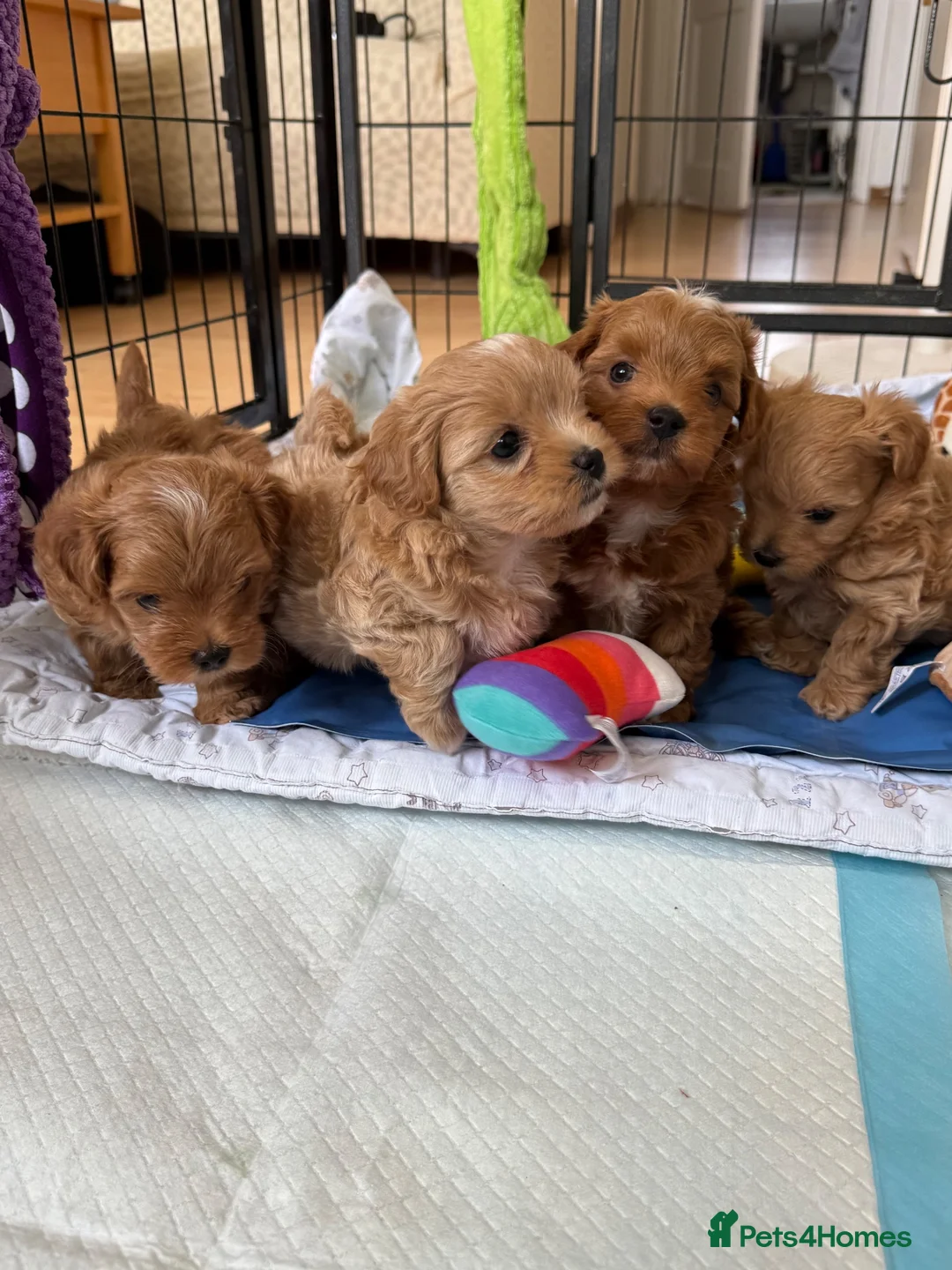 Maltipoo dogs for sale: Asian Maltipo Puppies XS Teddy Bear Faces Expected - Advert 2