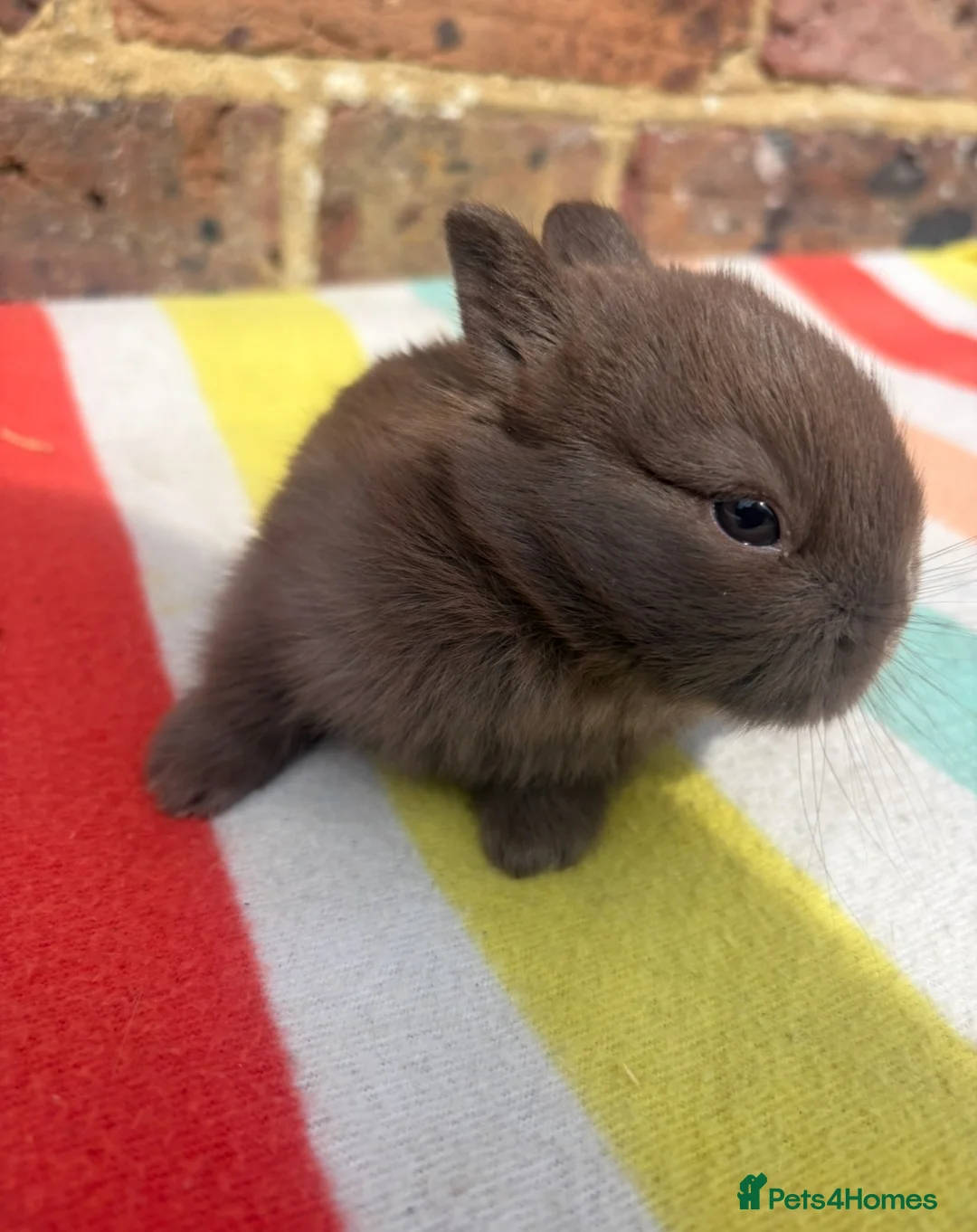 Netherland Dwarf rabbits for sale: Friendly Netherland Dwarf bunnies - Advert 2