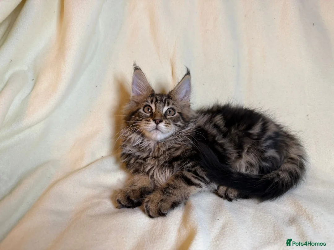 Maine Coon cats for sale: TICA registered Maine Coon Kittens All Boys - Advert 23