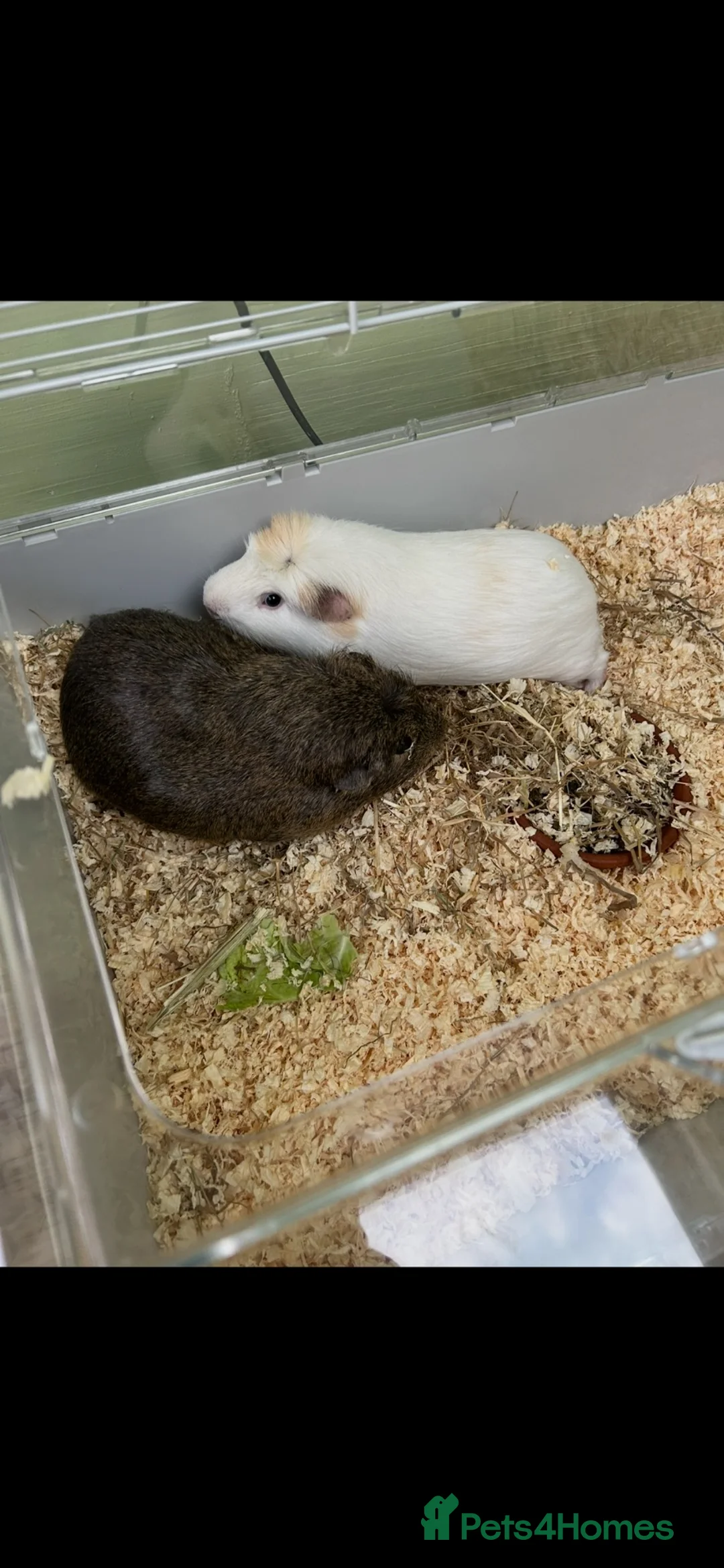 Guinea Pig rodents for sale: Two boy guinea pigs  - Advert 4