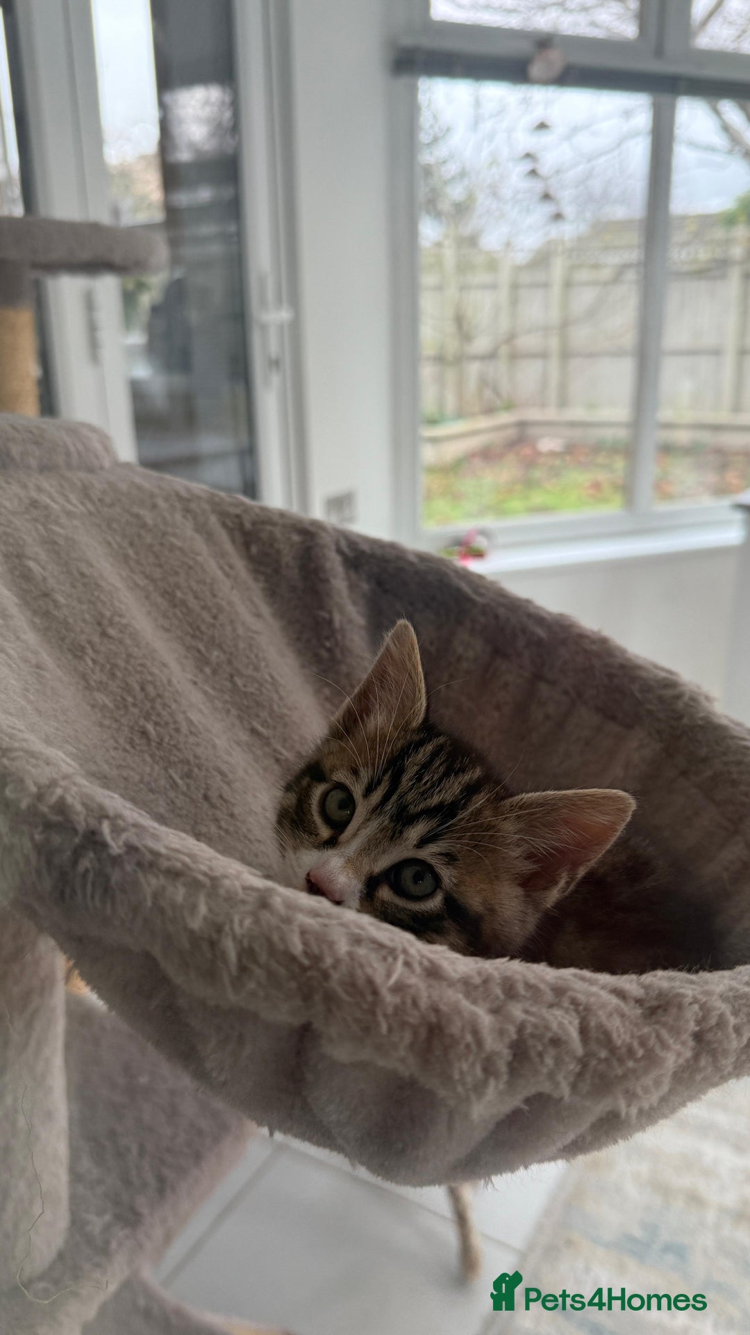 Bengal cats for sale: Half bengal kittens  - Advert 9