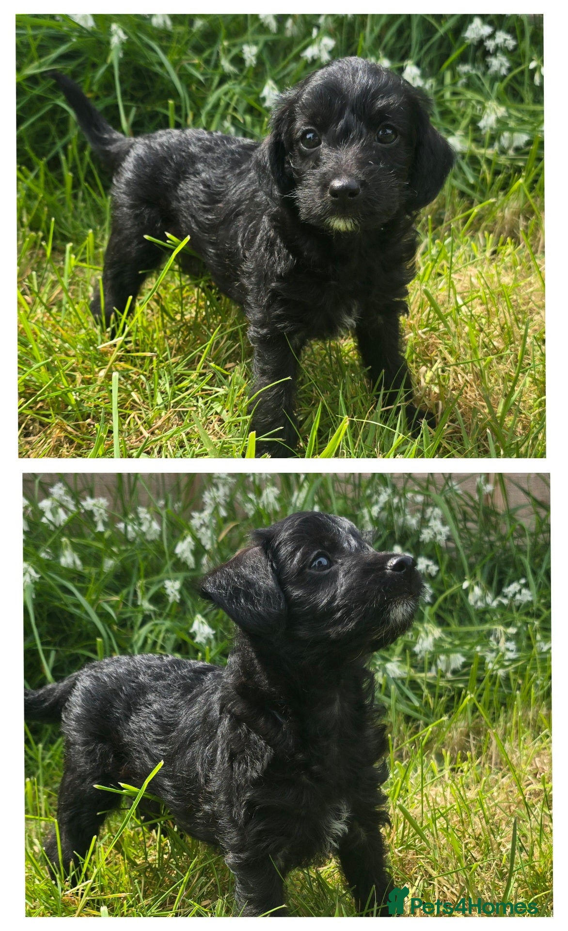 Jackapoo dogs Two gorgeous female Jackapoos puppies - Advert 10