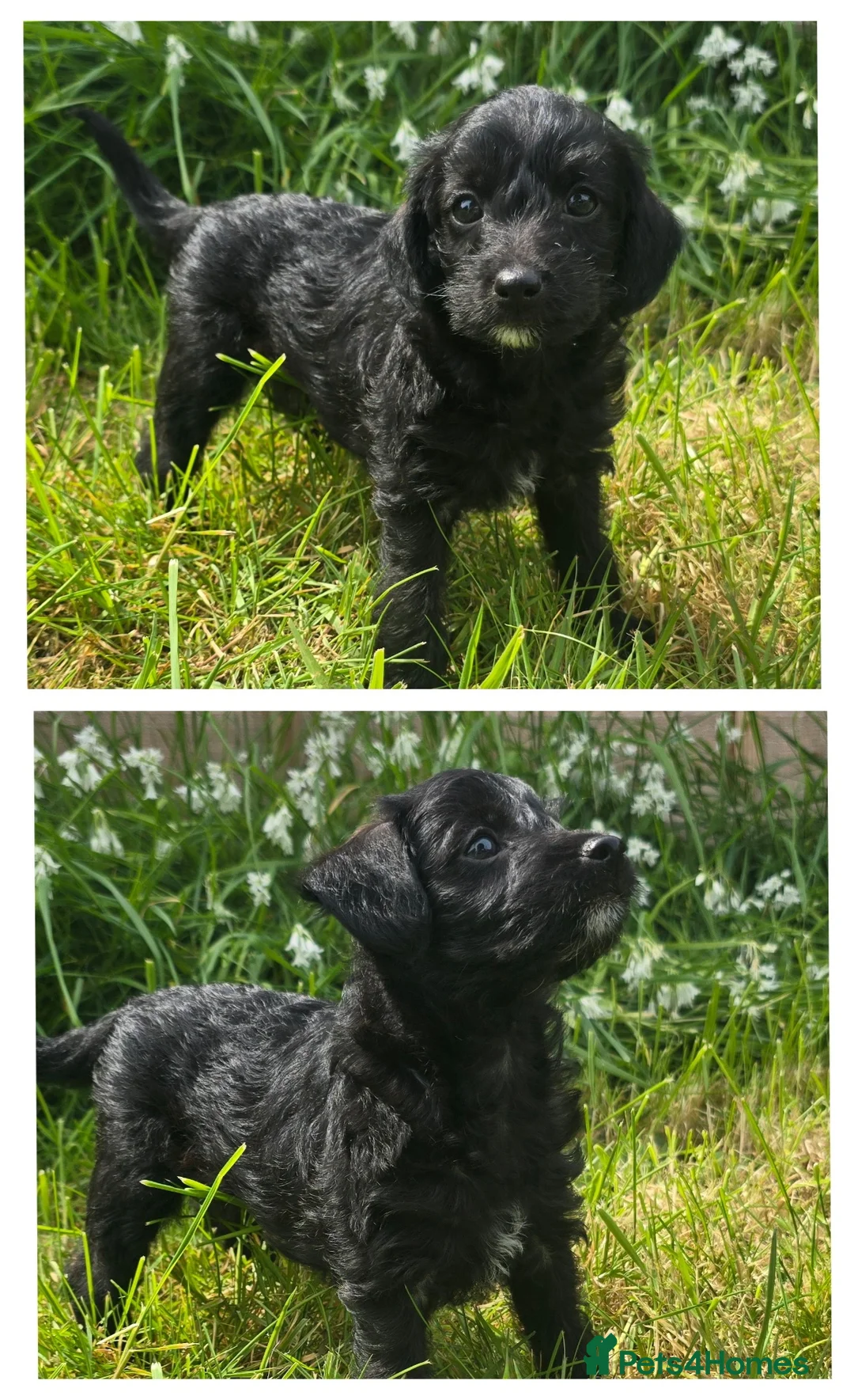 Jackapoo dogs for sale: Two gorgeous female Jackapoos puppies in Basingstoke - Advert 1