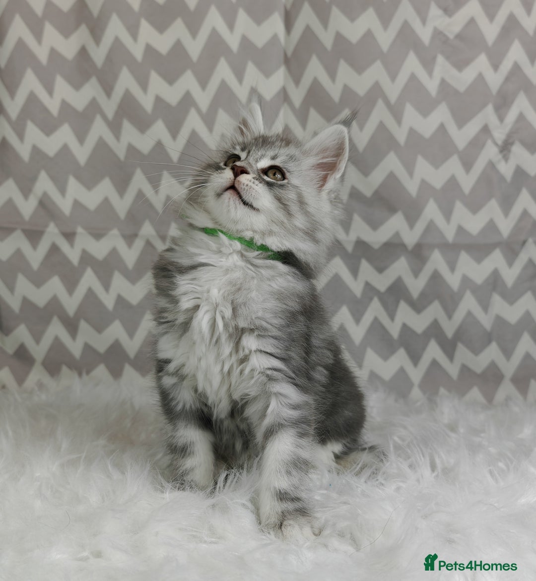 Maine Coon cats for sale: ACTIVE REGISTER BOY SHADED LINE - Advert 8