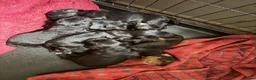 Mixed Breed dogs for sale: Stunning litter of Gordon Doodles. - Advert 14