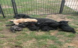 Miniature Poodle dogs for sale: Miniature Poodle Puppies  - Image 37