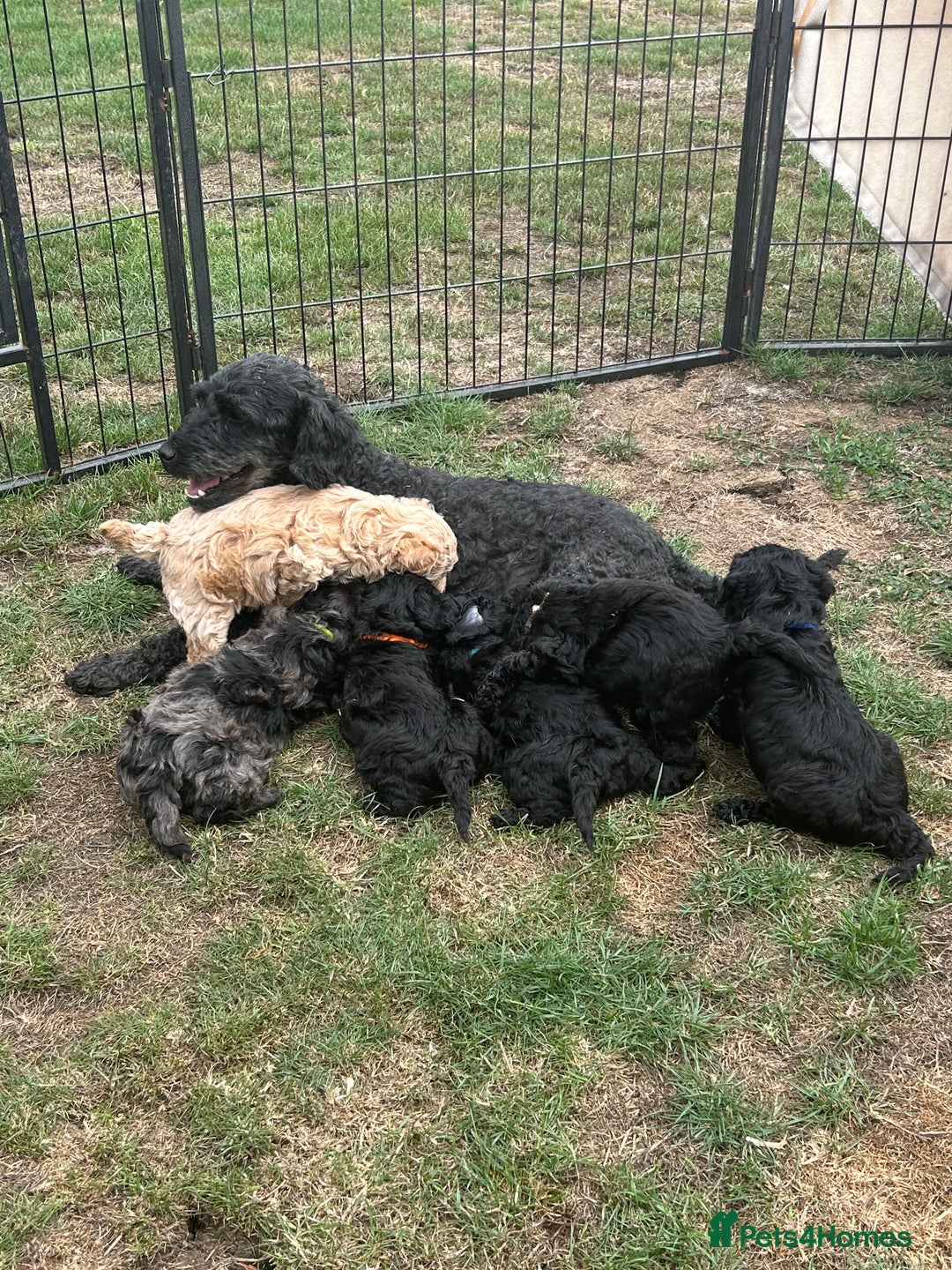Miniature Poodle dogs for sale: Miniature Poodle Puppies  - Image 37