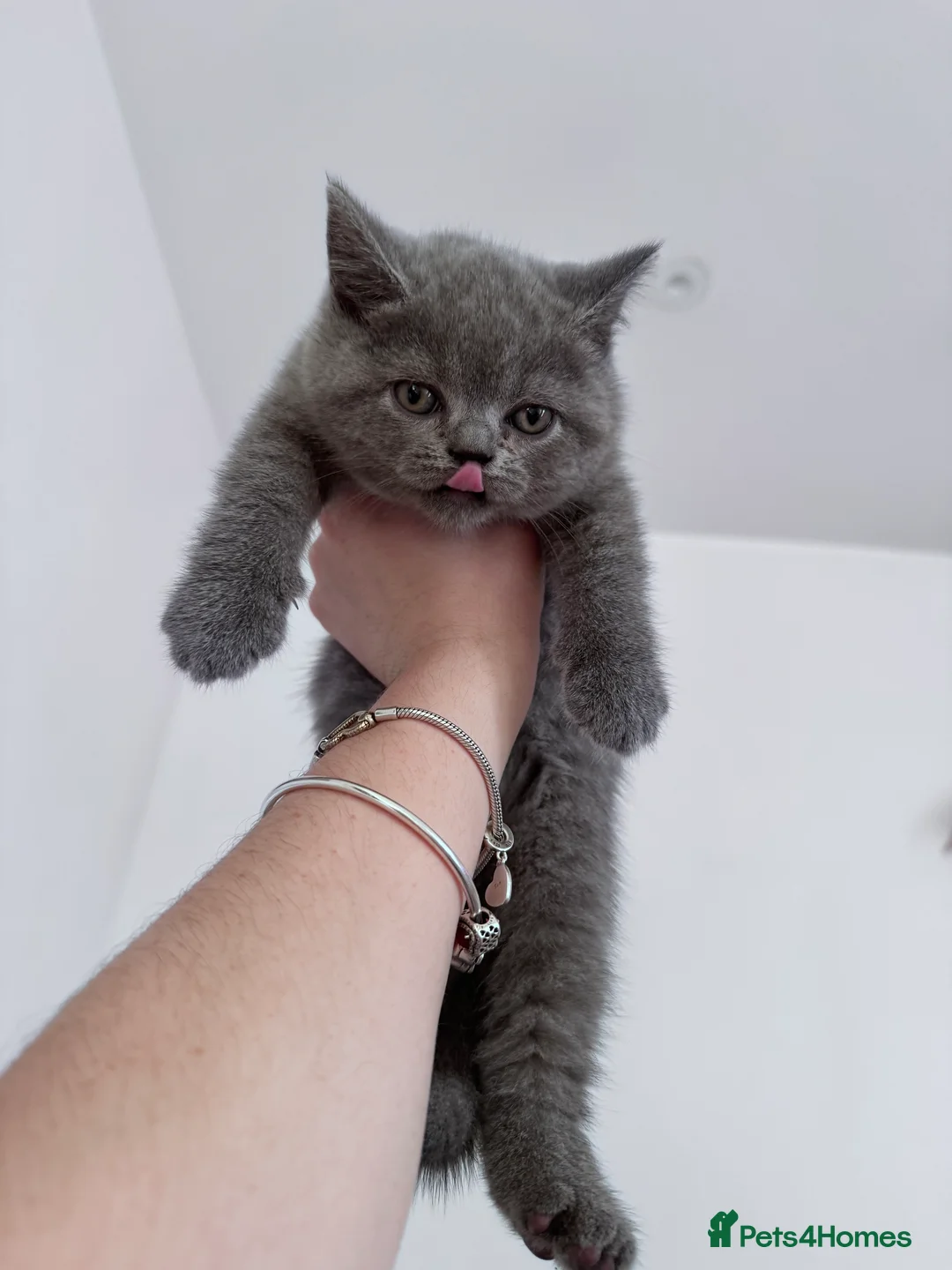 British Shorthair cats for sale: 🐾 Exceptional Blue British Shorthair Kittens 🐾 in London - Advert 3