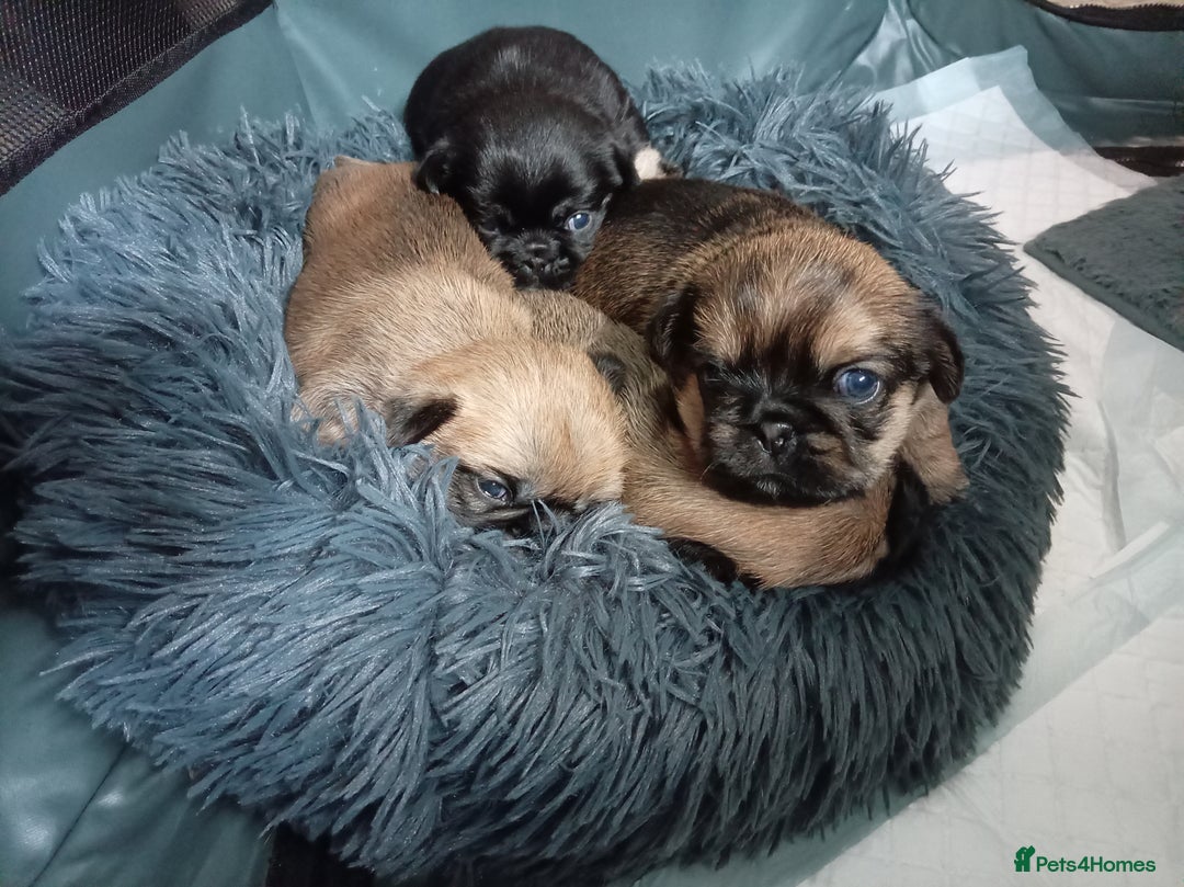 Mixed Breed dogs for sale: Pug x Shih Tzu Pug zu shih pug puppies - Image 22