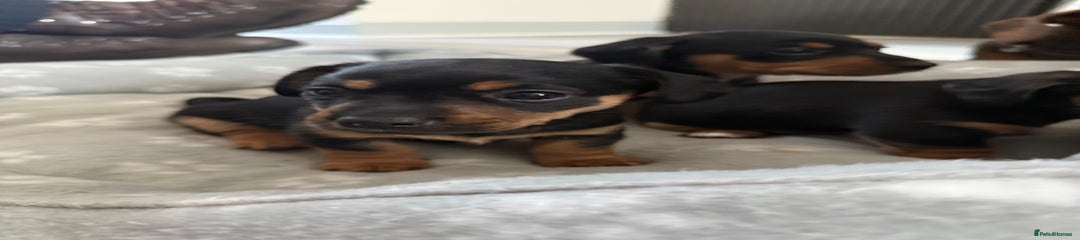 Mixed Breed Puppy 2
