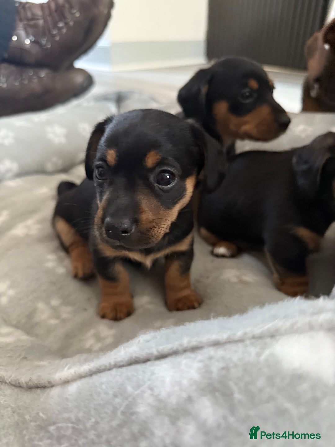 Mixed Breed dogs for sale: Mini dash x min jack russell - Image 4
