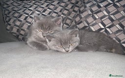 British Shorthair cats for sale: British Blue Shorthair  - Image 1