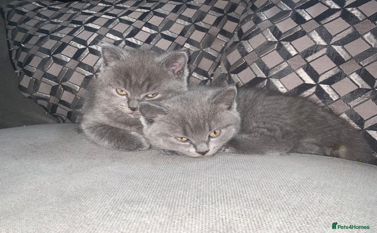 British Shorthair cats - Advert 10