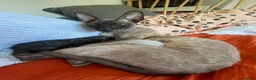 Cornish Rex cats for sale: 4 beautiful Cornish Rex girls  - Advert 2