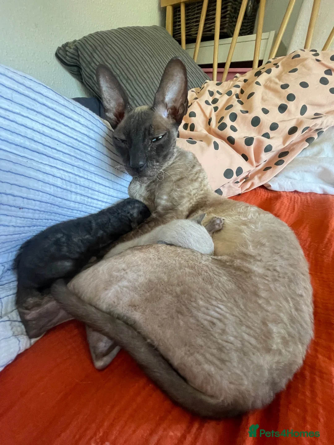 Cornish Rex cats for sale: 4 beautiful Cornish Rex girls  - Advert 2