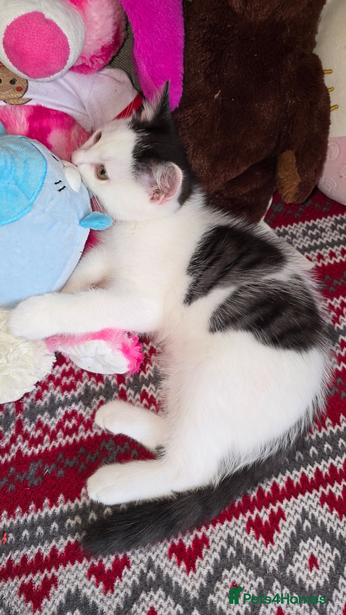 Mixed Breed cats for sale: British shorthair cross Kittens  - Advert 6