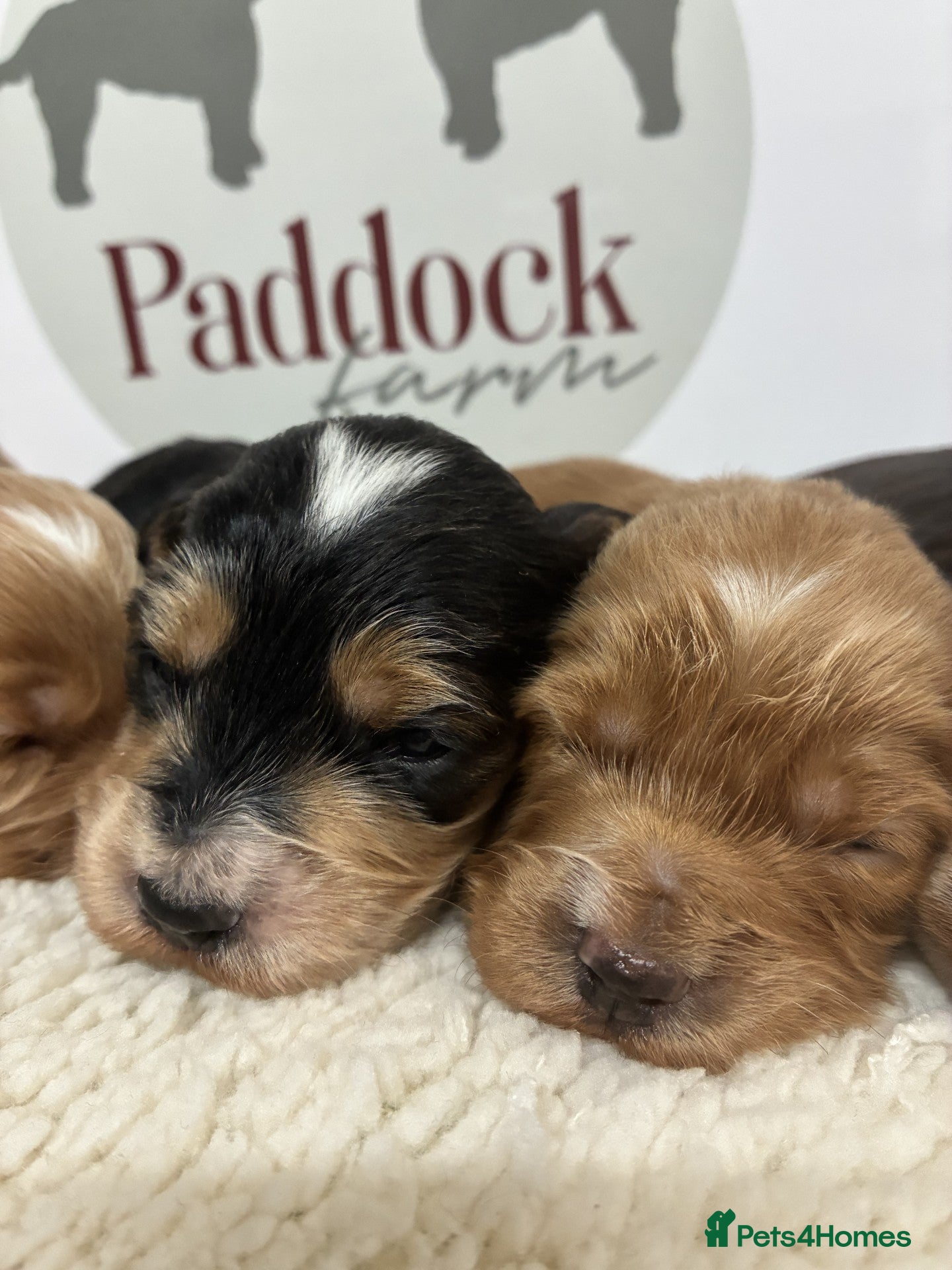 Cockapoo dogs 🌟 Stunning F1 Cockapoo puppies🌟 - Advert 1